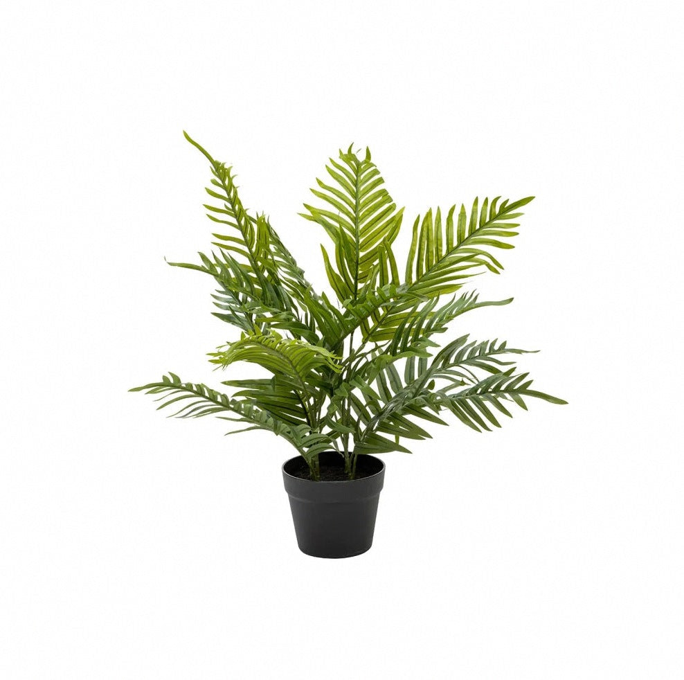 Plants